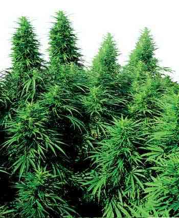 Ruderalis Skunk > Sensi Seeds | Autoflowering Cannabis   |  Indica